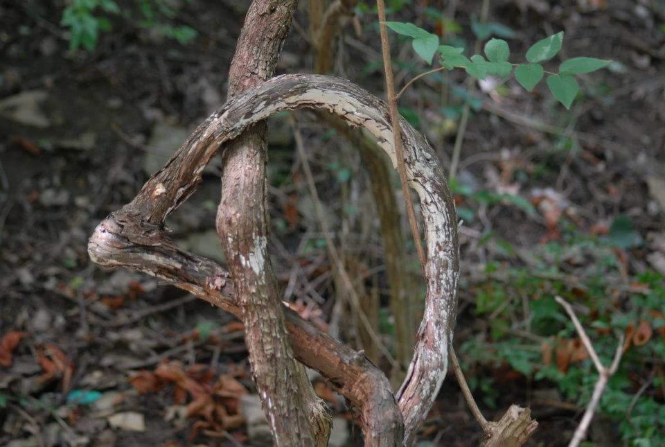 A twisted, gnarled vine with a smooth, light brown surface is prominently featured in the foreground, set against a backdrop of green foliage and scattered fallen leaves on the forest floor. Tower Park mountain bike trail.
