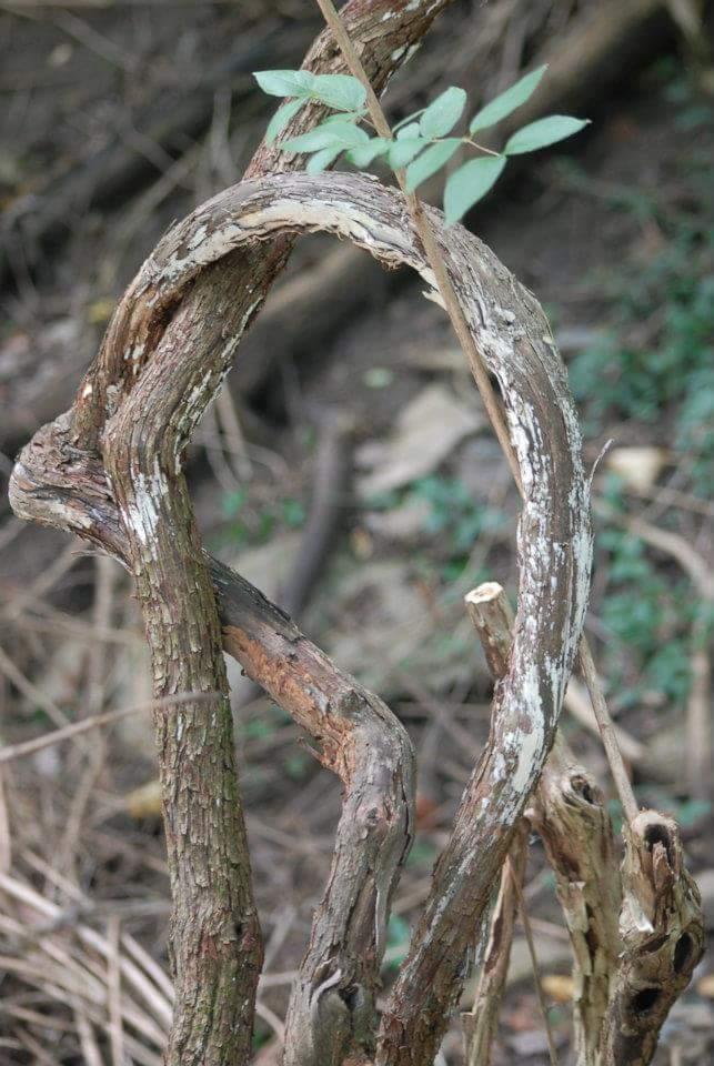 Twisted branches of a plant intertwined, with small green leaves emerging from the top. The background features a natural forest floor with blurred foliage. Tower Park mountain bike trail.