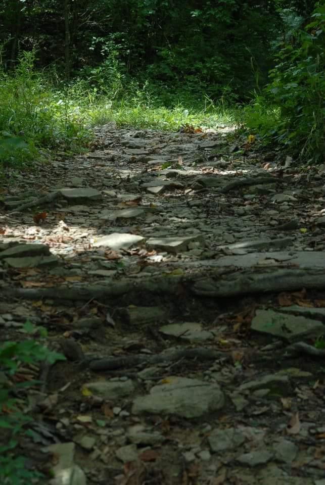 A narrow, rocky pathway winds through a lush green forest, with patches of sunlight illuminating the ground. The trail is surrounded by tall grass and foliage, capturing the serene beauty of nature and inviting exploration. Tower Park mountain bike trail.