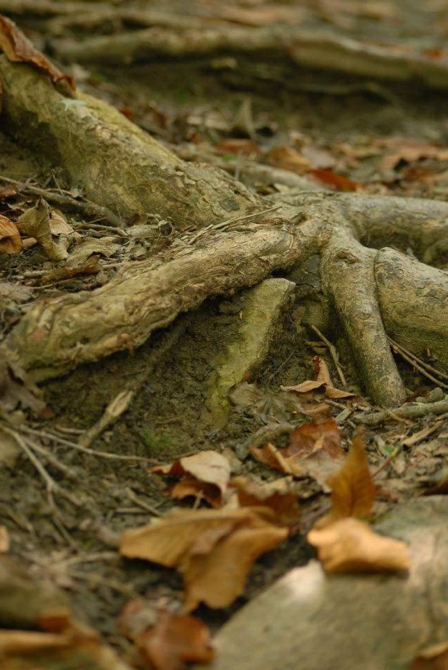 Close-up view of tree roots emerging from the ground, surrounded by scattered dry leaves on the forest floor. The textures of the roots and soil are highlighted in natural lighting. Tower Park mountain bike trail.