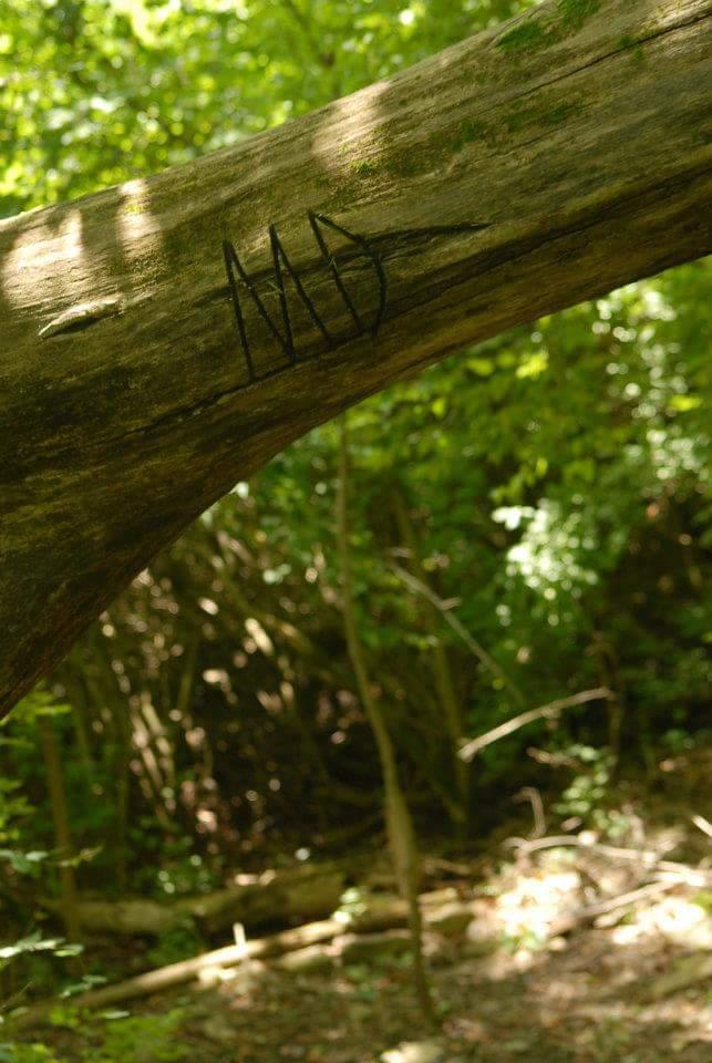 A close-up of a weathered tree trunk in a wooded area, featuring a carved symbol or initials. The surrounding greenery is lush and dappled with sunlight, creating a natural, serene atmosphere. Tower Park mountain bike trail.