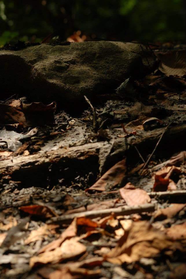 A close-up view of a forest floor featuring scattered dry leaves, small twigs, and a moss-covered rock, illuminated by soft, natural light, with blurred greenery in the background. Tower Park mountain bike trail.