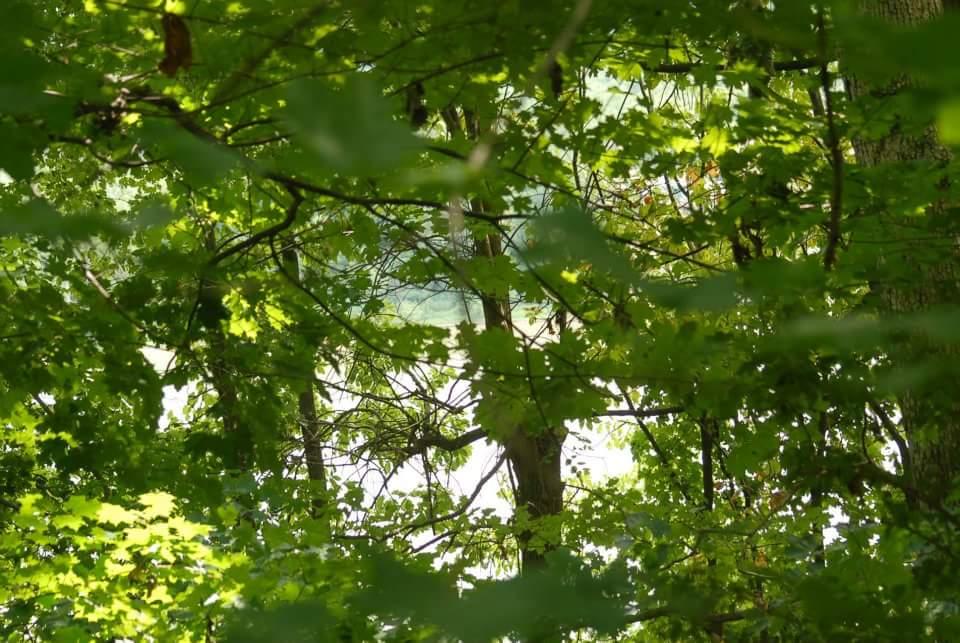 A close-up view of lush green leaves from trees, with sunlight filtering through, creating dappled light patterns. The background hints at a body of water visible between the foliage. Tower Park mountain bike trail.