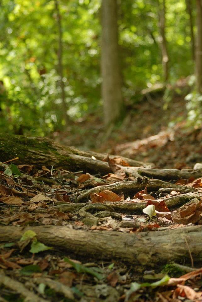 A close-up view of a forest floor covered with fallen leaves and exposed tree roots, surrounded by lush greenery and soft sunlight filtering through the trees. Tower Park mountain bike trail.