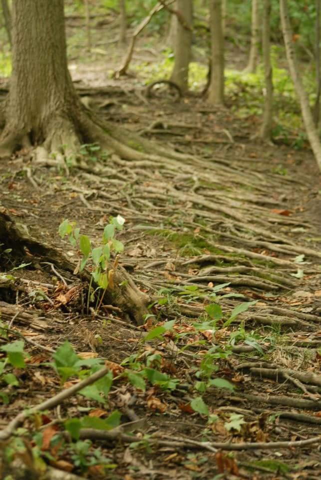 A forest floor scene featuring exposed tree roots, small green plants, and fallen leaves. Soft sunlight filters through the trees in the background, creating a natural and serene atmosphere. Tower Park mountain bike trail.