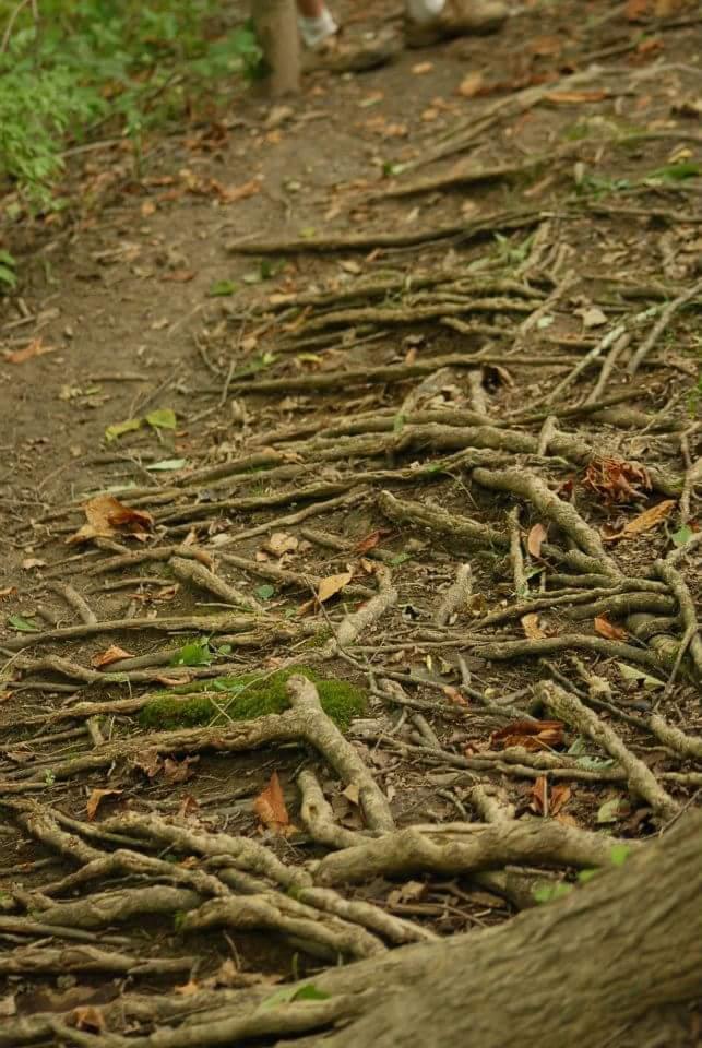 A close-up view of a forest floor covered with exposed tree roots, fallen leaves, and patches of moss. In the background, a pair of legs in light-colored footwear is partially visible, suggesting a hiking trail. Tower Park mountain bike trail.
