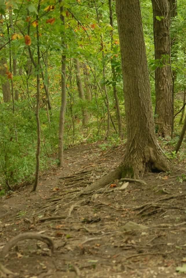 A serene forest scene featuring tall trees with green foliage and exposed tree roots along a dirt path. The area is lush and natural, creating a peaceful atmosphere typical of woodland settings. Tower Park mountain bike trail.
