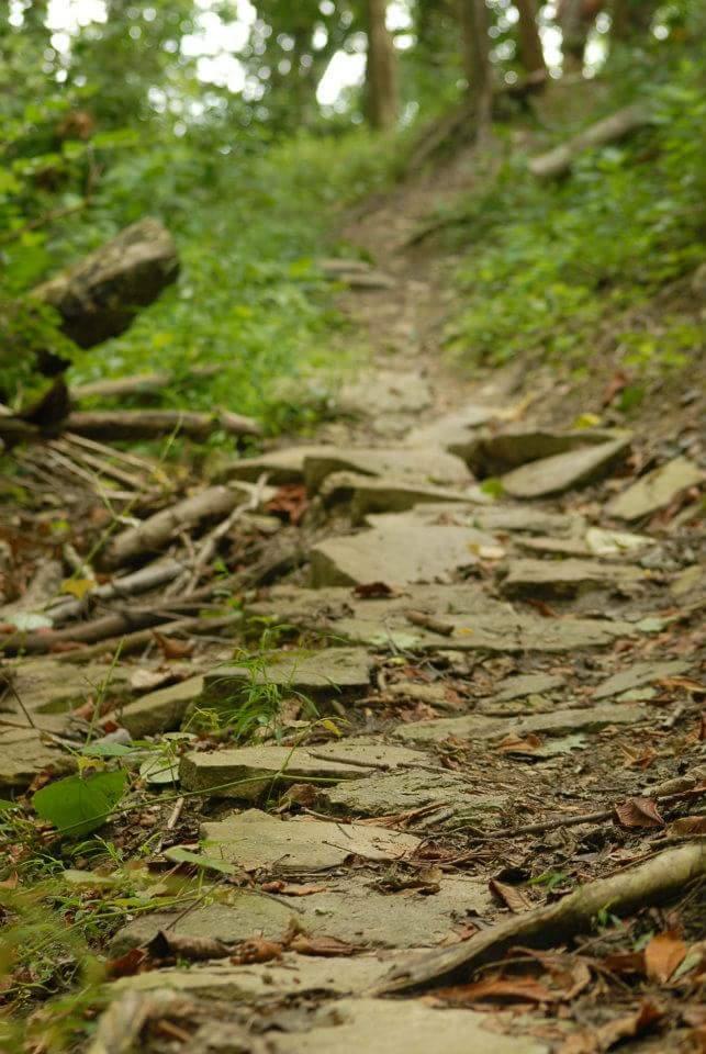 A winding dirt trail lined with stones and surrounded by lush greenery, leading through a forested area. The path is partially covered with fallen leaves and small plants, creating a natural, rugged hiking route. Tower Park mountain bike trail.