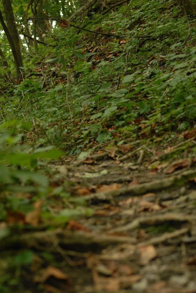 A narrow, winding dirt path covered in leaves and surrounded by lush greenery, leading up a slight incline through a wooded area. Tower Park mountain bike trail.