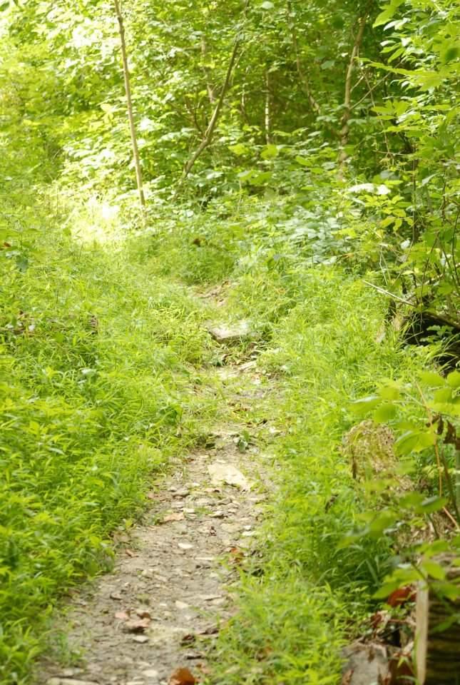 A narrow, winding pathway surrounded by dense green foliage, with tall grass and small plants lining the edges. The path is slightly rocky and appears to lead deeper into a lush, wooded area. Sunlight filters through the trees, illuminating the scene. Tower Park mountain bike trail.