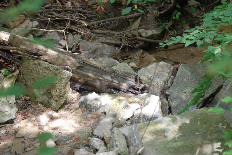 A small, natural stream flowing over smooth stones, surrounded by greenery and scattered logs. Sunlight filters through the leaves, creating dappled light on the rocks and water. Tower Park mountain bike trail.