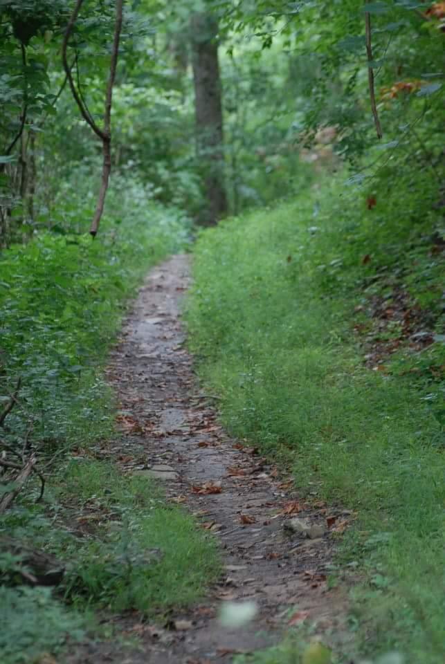 A narrow, winding dirt path surrounded by lush greenery, with patches of grass and scattered leaves along the edges. Tower Park mountain bike trail.