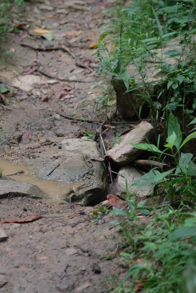 A muddy outdoor path surrounded by greenery, featuring stones and a small puddle of water. Tower Park mountain bike trail.