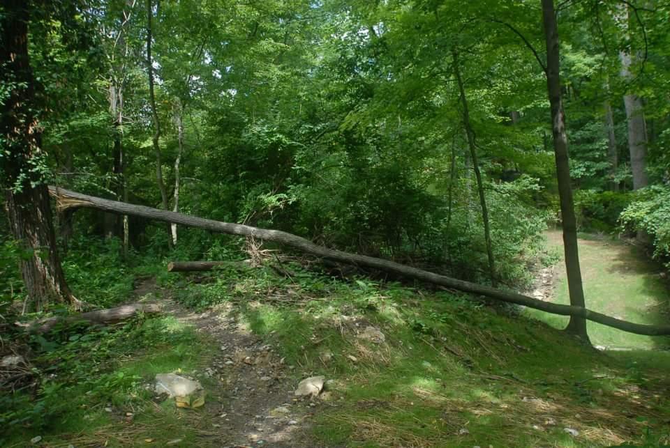 A forest scene featuring a fallen tree partially blocking a dirt path. The surrounding area is lush with greenery, including various trees and dense underbrush. Sunlight filters through the leaves, creating dappled light on the ground. Tower Park mountain bike trail.