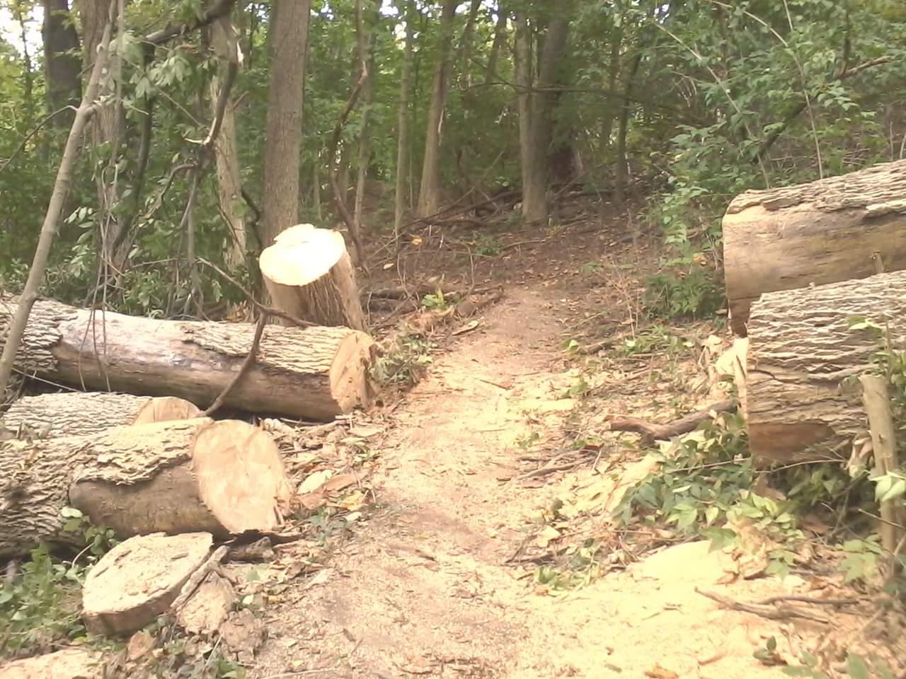 A dirt path winds through a forest, flanked by recently cut logs and branches. The area appears partially cleared, with greenery surrounding the path. Tower Park mountain bike trail.