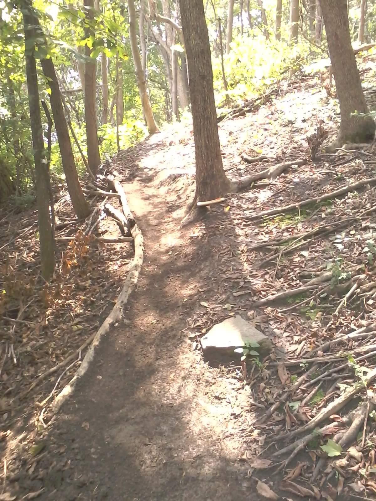 A dirt path winding through a wooded area, surrounded by trees and scattered leaves. The sunlight filters through the foliage, creating a serene and natural atmosphere. Tower Park mountain bike trail.