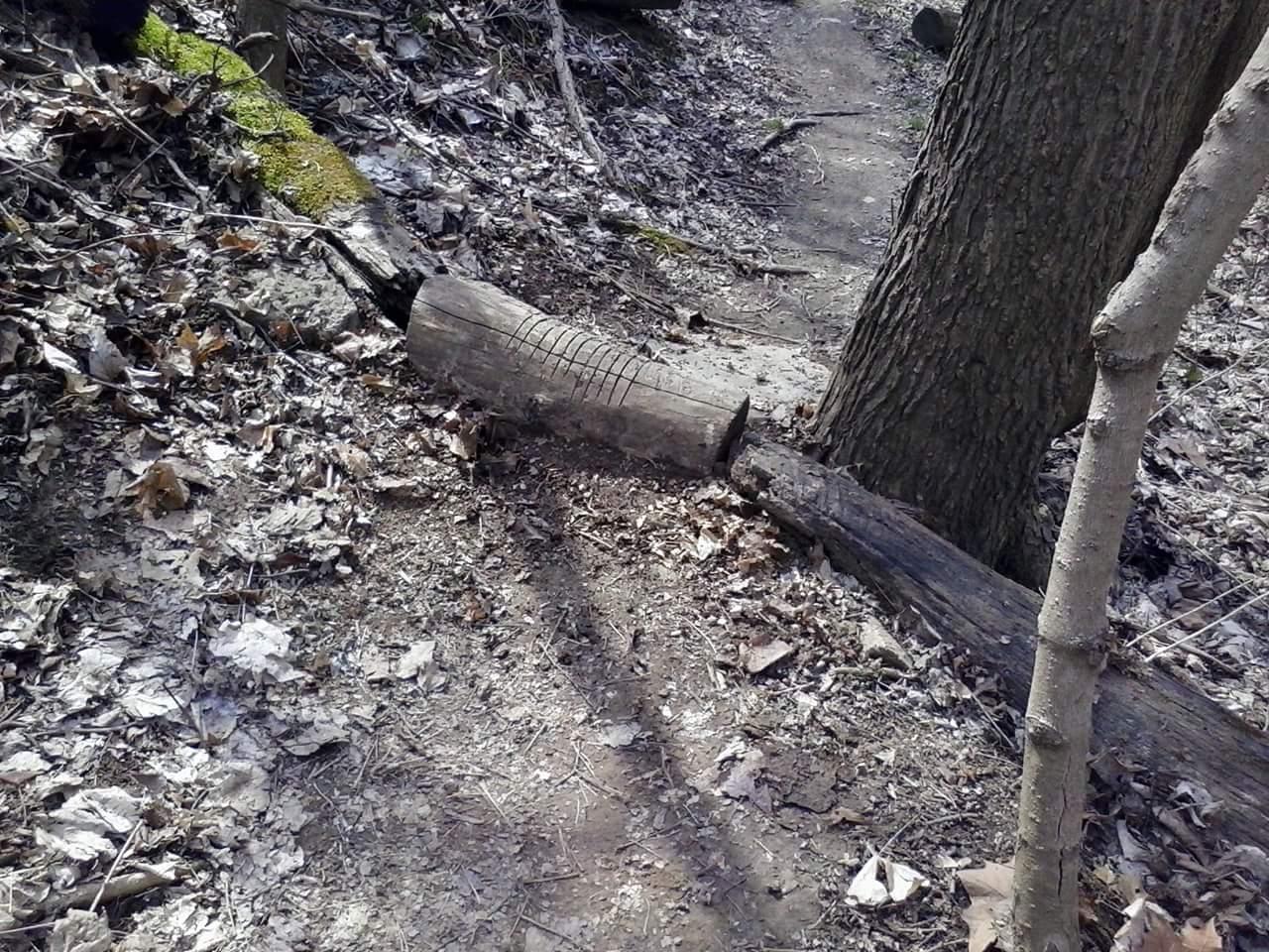 A wooded trail with fallen leaves, featuring two tree trunks positioned at an angle. One log is partially buried in the ground with a carved pattern, while another log lies next to it. The scene is illuminated by natural light, showcasing the earthy textures and colors of the forest floor. Tower Park mountain bike trail.