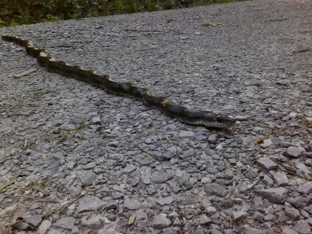 A close-up view of a snake slithering on a gravel path, surrounded by greenery. The snake has a patterned, dark coloration and is partially coiled, blending into the rocky terrain. Tower Park mountain bike trail.