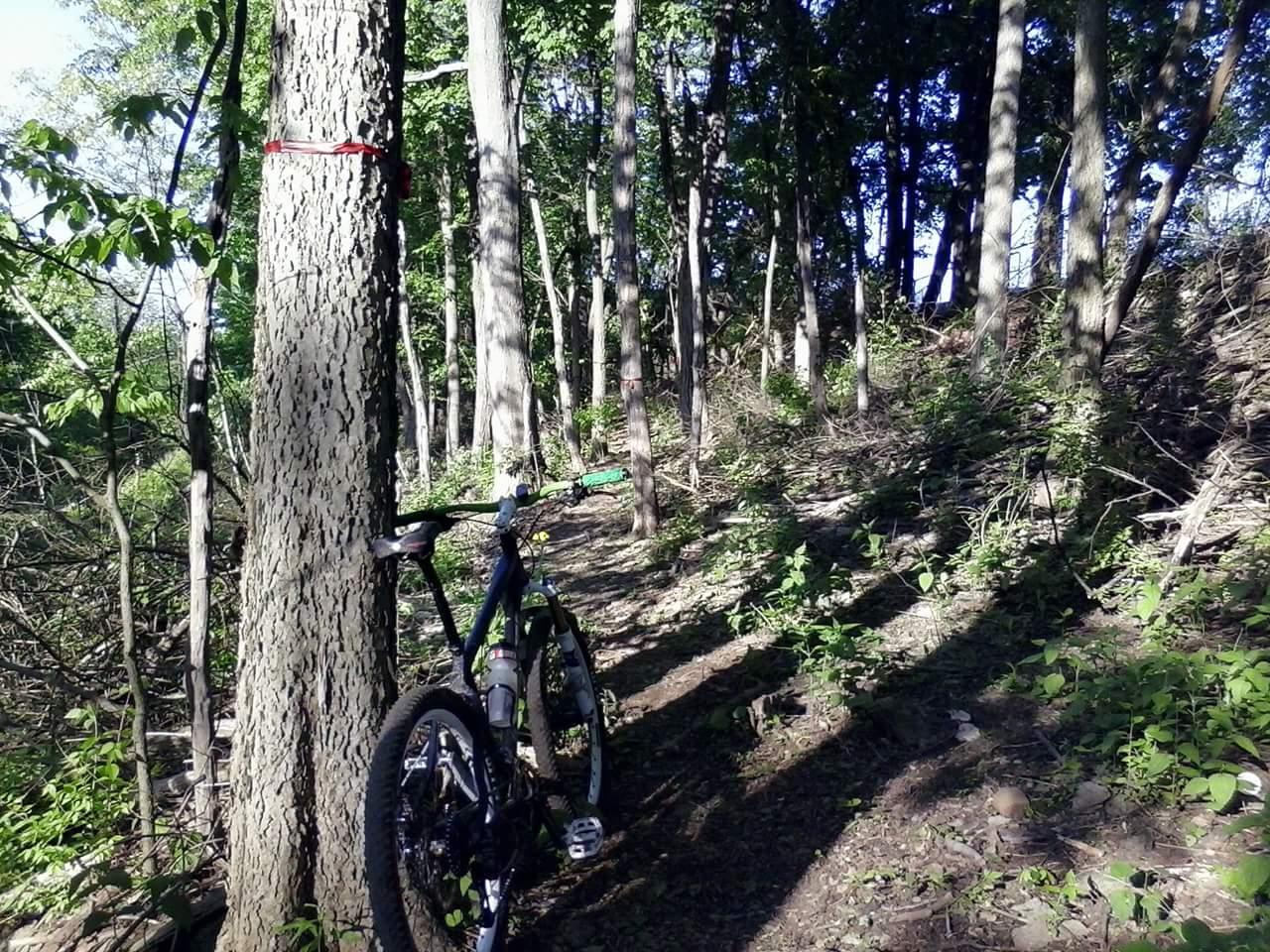 A mountain bike leaning against a tree in a wooded area, surrounded by greenery and sunlight filtering through the leaves. The trail is rustic, with dirt and small plants visible on the ground. Tower Park mountain bike trail.