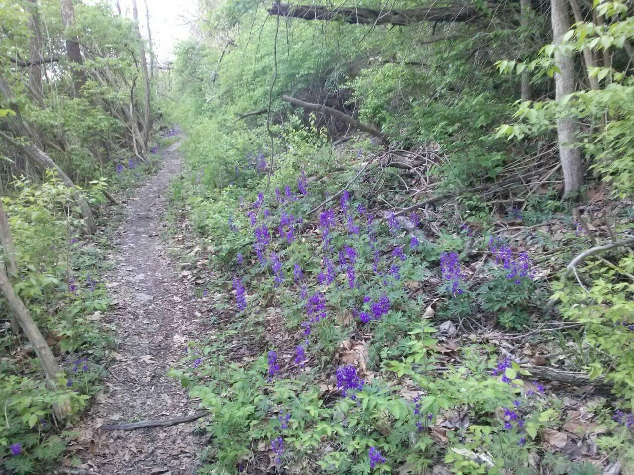 A narrow dirt path winding through a lush forest, bordered by vibrant clusters of purple wildflowers on either side. The greenery includes a mix of trees and underbrush, creating a serene, natural atmosphere. Sunlight filters through the foliage, casting a gentle glow on the trail. Tower Park mountain bike trail.