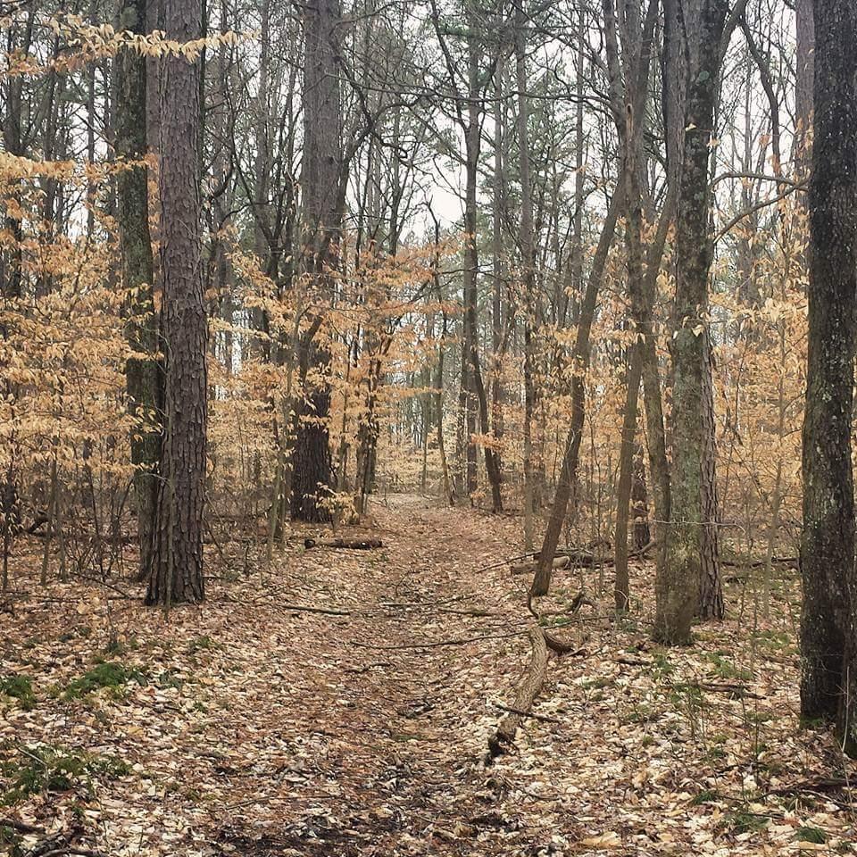 A winding dirt path through a forest featuring tall trees with sparse, golden leaves. The ground is covered with fallen leaves, and the scene conveys an autumn ambiance, with a mixture of bare branches and evergreens visible in the background. Hickory Ridge mountain bike trail.