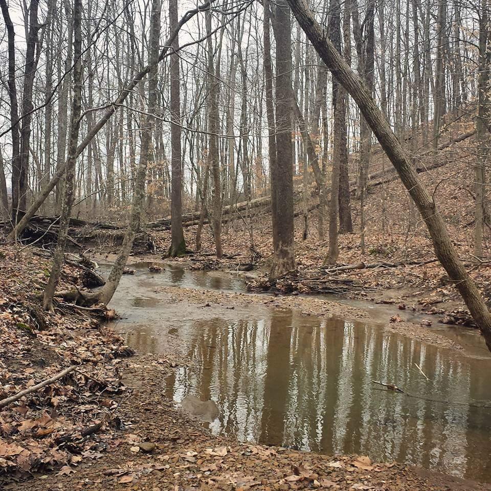 A tranquil forest scene featuring a small, winding creek surrounded by bare trees and fallen leaves. The water reflects the canopy above, and the landscape is quiet and still, evoking a sense of peace in a natural setting. Hickory Ridge mountain bike trail.