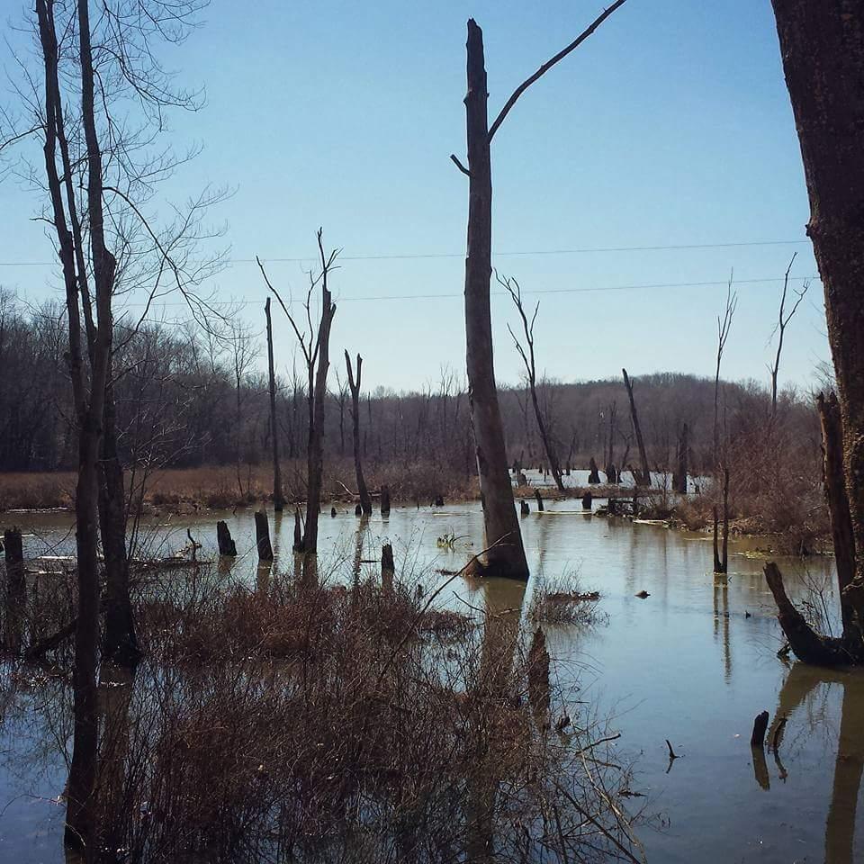 A serene wetland landscape featuring calm waters surrounded by bare trees and sunken stumps. The scene is set under a clear blue sky, with distant hills visible in the background. The area is partly covered with grasses and shrubs, reflecting a tranquil natural environment. Hickory Ridge mountain bike trail.