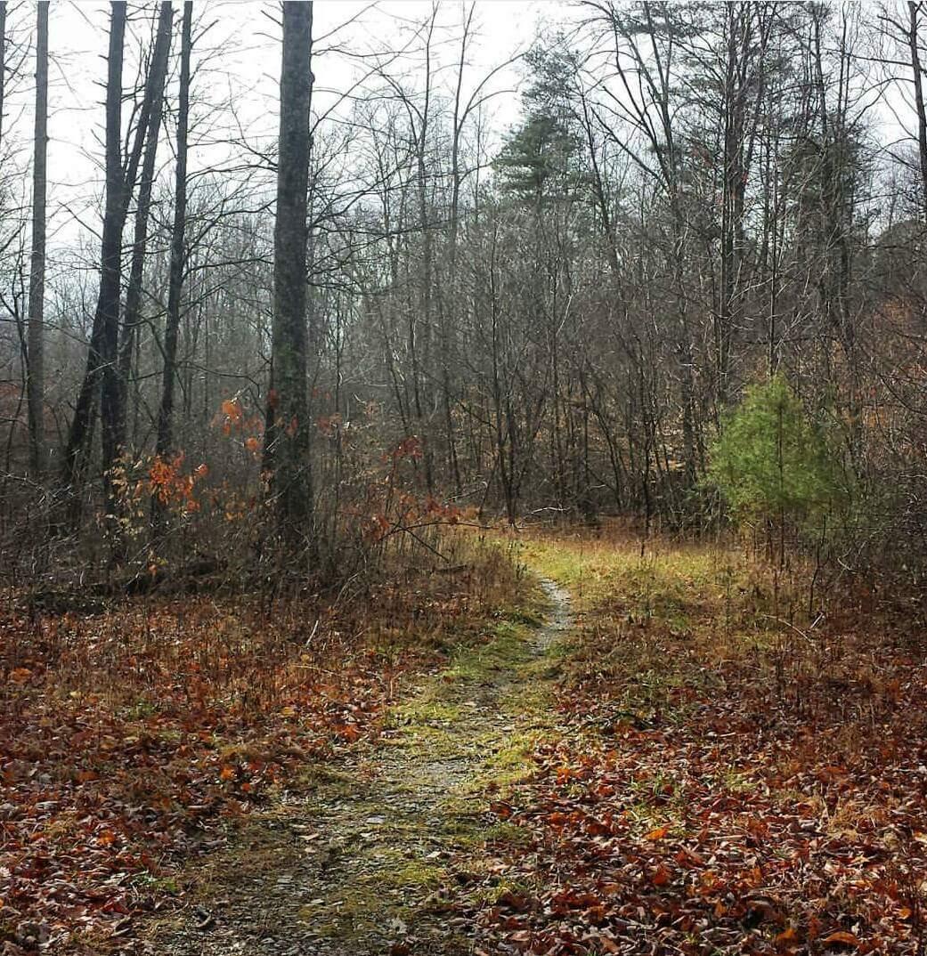 A winding dirt path through a wooded area, lined with bare trees and patches of grass. Fallen leaves cover the ground, adding warm colors to the scene. A small evergreen tree is visible on the right side, providing a contrast to the surrounding deciduous trees. The atmosphere feels tranquil and slightly overcast. Cave-run Lake mountain bike trail.