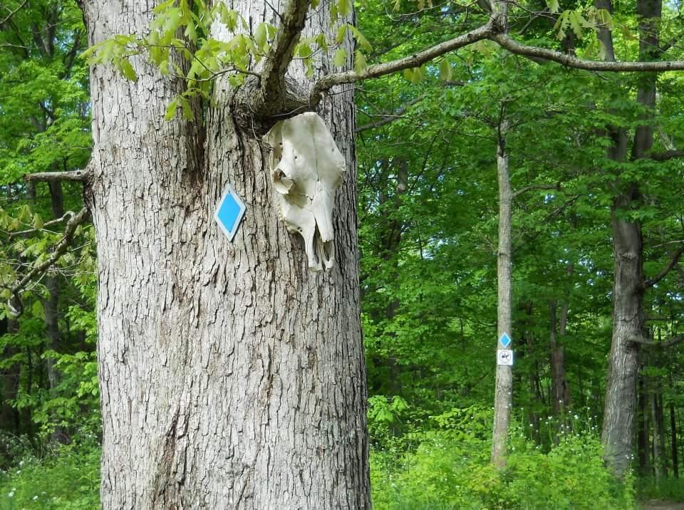 A close-up view of a tree trunk with a light blue diamond trail marker attached. A skull, likely from a small mammal, is resting against the tree bark. The background features lush green foliage, indicating a forested area. Skullbuster mountain bike trail.