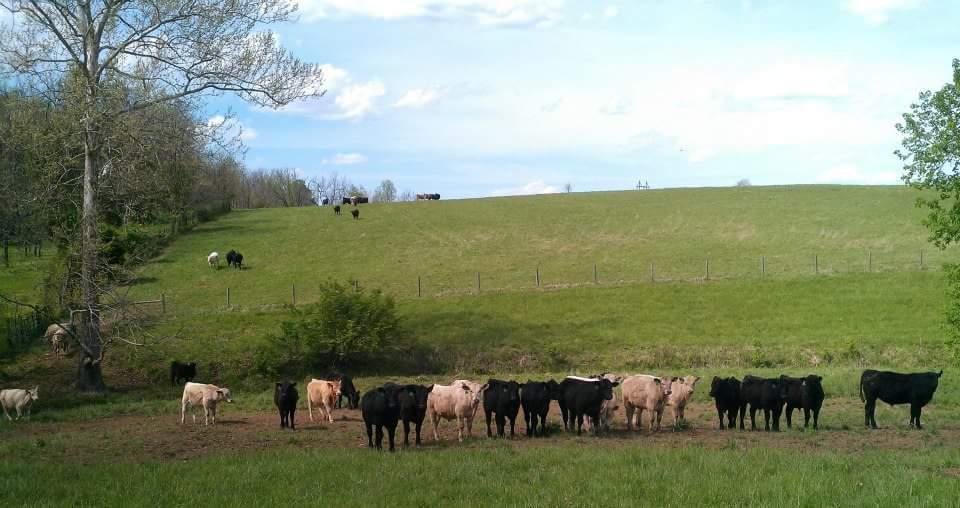A group of cows, both black and white, gathered in a grassy field, with a gentle slope leading to a hillside in the background where more cows are seen grazing. The scene is set against a clear blue sky with a few fluffy clouds and a sparse tree line on the left. Skullbuster mountain bike trail.