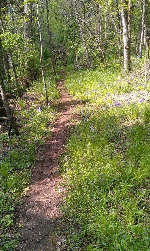 A narrow dirt path winds through a lush, green forest, flanked by vibrant wildflowers. Sunlight filters through the trees, creating a serene and inviting atmosphere in this peaceful natural setting. Skullbuster mountain bike trail.
