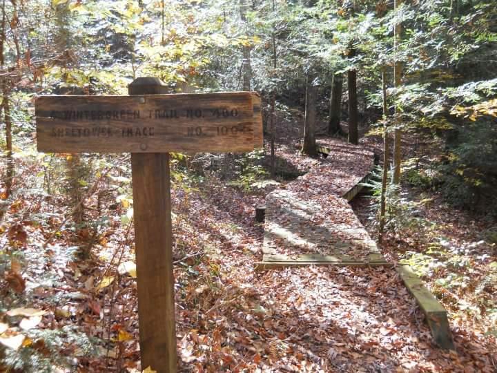 A wooden signpost indicating the Wintergreen Trail, with a winding path and wooden boardwalk visible through a forested area covered in autumn leaves. Sheltowee Trace - Laurel Lake Trail mountain bike trail.