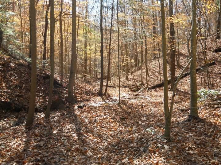 A serene forest scene showcasing trees with autumn foliage and a carpet of fallen leaves covering the ground. The sunlight filters through the branches, casting soft shadows and illuminating the tranquil landscape. Sheltowee Trace - Laurel Lake Trail mountain bike trail.