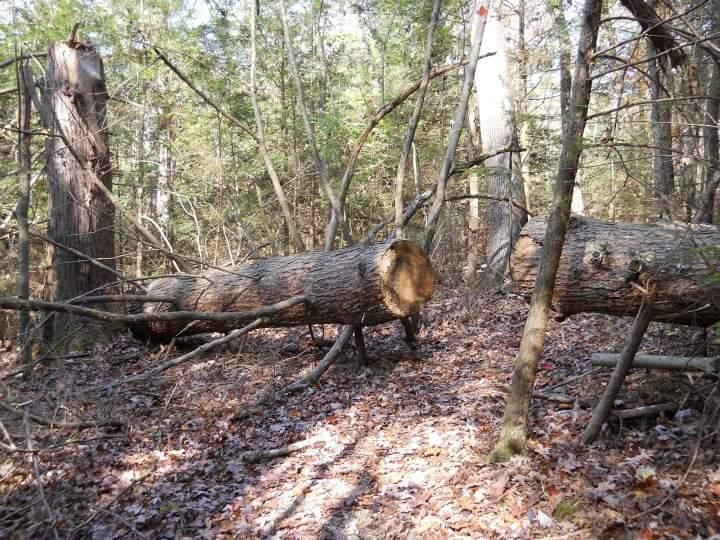 A forest scene featuring fallen trees on the ground, surrounded by green foliage and autumn leaves. The image shows two large logs lying horizontally, partially covered by underbrush, with tree stumps remaining nearby. The setting appears natural and wild, indicating a quiet and undisturbed woodland area. Sheltowee Trace - Laurel Lake Trail mountain bike trail.