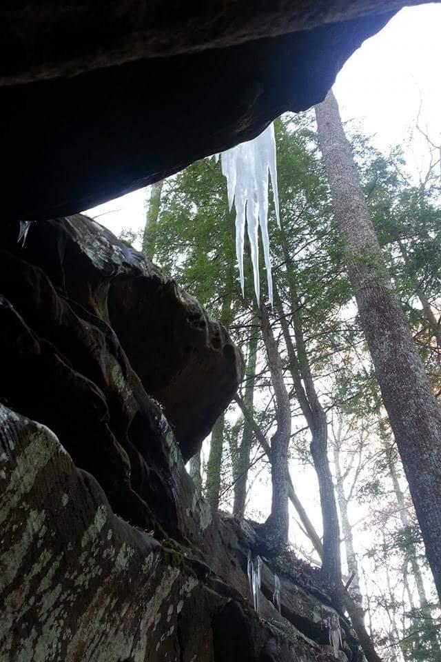 A view from below of rocky cliffs with icicles hanging from the edge, surrounded by tall, slender trees and a clear sky in the background. Big South Fork mountain bike trail.