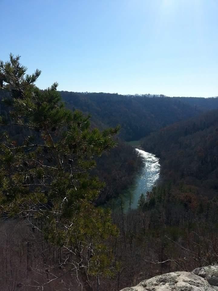 A scenic view of a winding river flowing through a forested valley, surrounded by rolling hills under a clear blue sky. A pine tree branch is visible in the foreground, adding to the natural landscape. Big South Fork mountain bike trail.