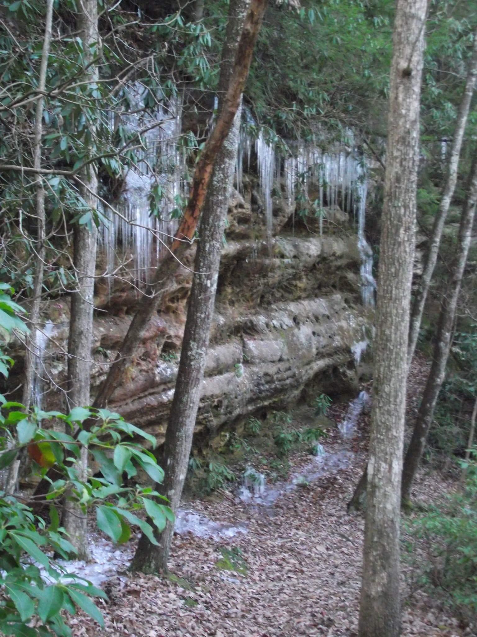 A serene forest scene featuring a rocky cliff with icicles hanging from its edge. The surrounding area is filled with trees and lush greenery, and there are patches of fallen leaves on the ground. Water appears to be trickling down the cliffside, creating a calm and peaceful atmosphere. Big South Fork mountain bike trail.