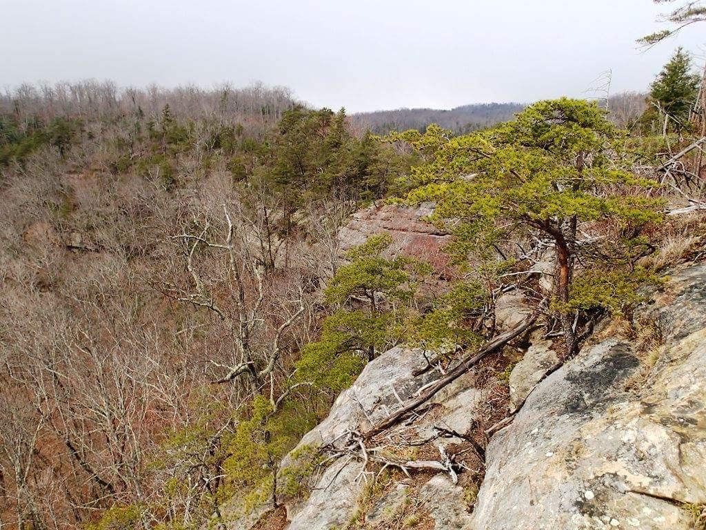 A rocky outcrop overlooking a forested valley with sparse trees, showcasing a mix of evergreen and deciduous vegetation. The background features rolling hills under a cloudy sky, highlighting the natural landscape in early spring. Big South Fork mountain bike trail.