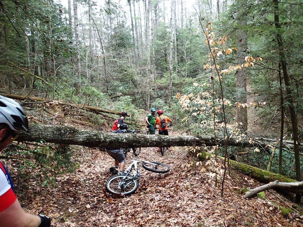A group of mountain bikers gathered on a wooded trail, with a fallen tree blocking their path. The scene is surrounded by dense greenery and fallen leaves, creating a natural backdrop. One biker is inspecting the fallen tree, while others are positioned nearby, discussing their next move. Big South Fork mountain bike trail.