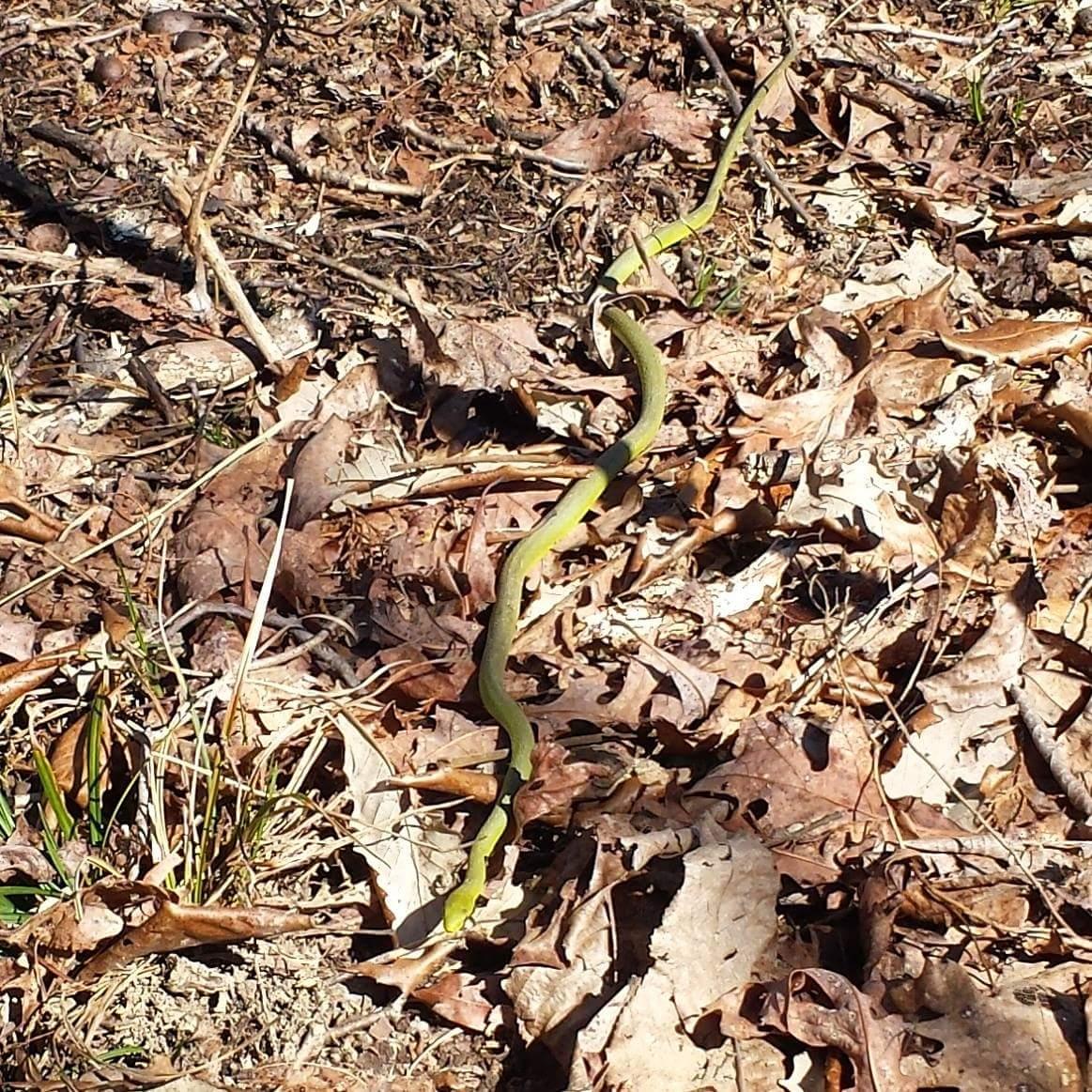 A slender green snake is coiled among dried leaves and twigs on the forest floor, showcasing its natural camouflage in a woodland environment. Skullbuster mountain bike trail.