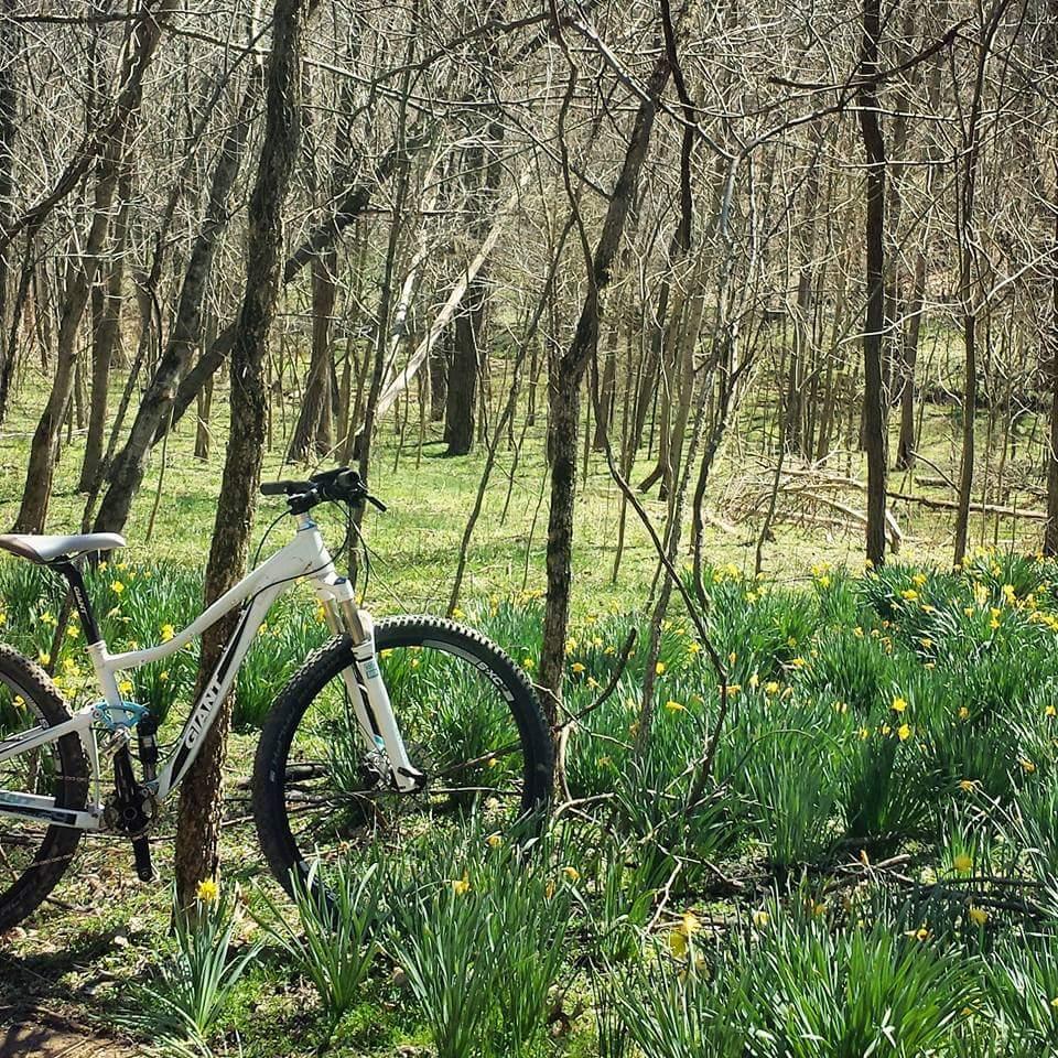 A white mountain bike rests against a tree in a wooded area, surrounded by green grass and blooming yellow daffodils. Bare branches and trees create a natural backdrop in the springtime setting. Skullbuster mountain bike trail.