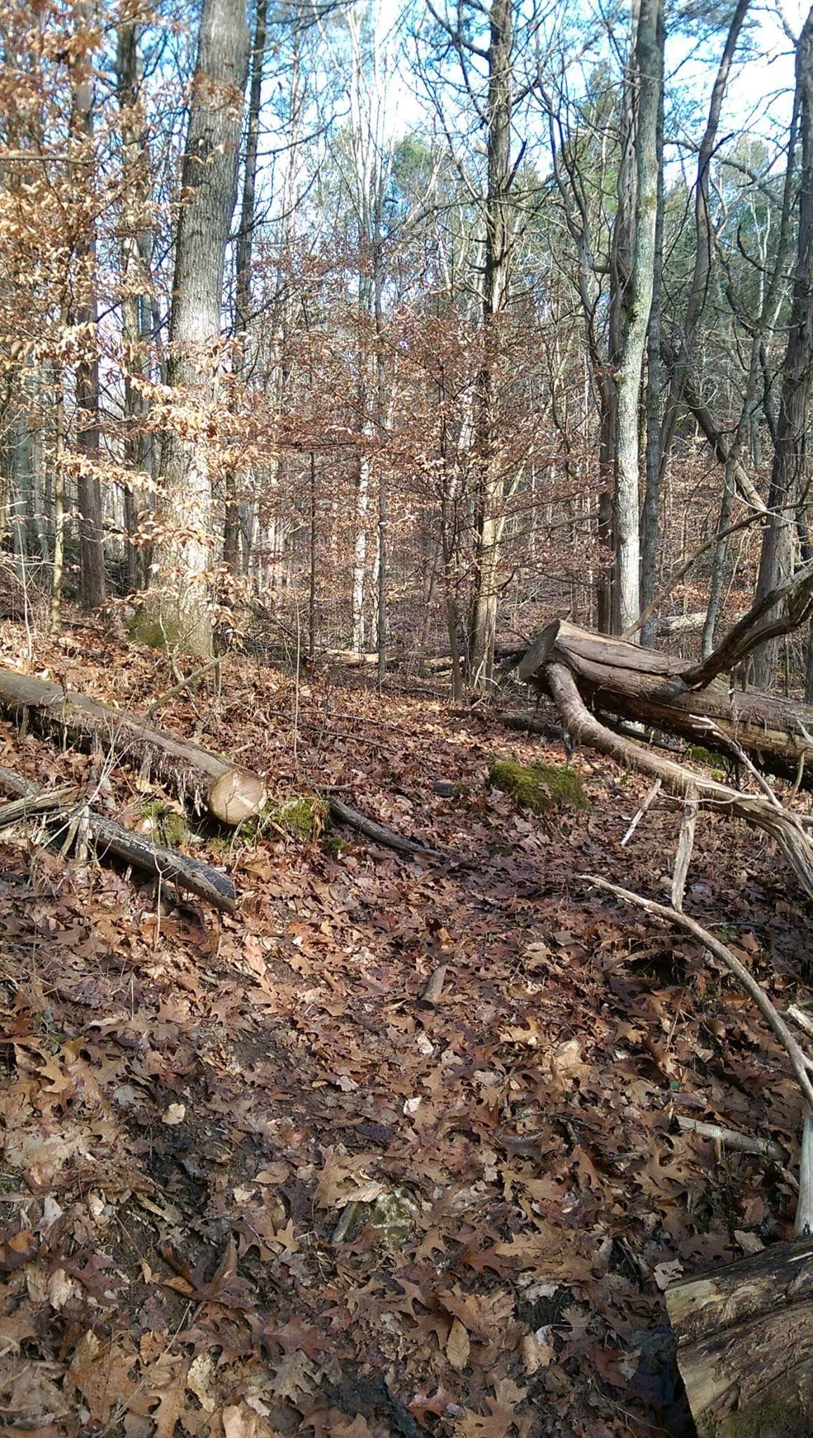 A scenic forest path covered in autumn leaves, surrounded by tall trees with sparse foliage. Sunlight filters through the branches, creating a tranquil atmosphere. Fallen logs and moss are present on the forest floor, adding to the natural beauty of the landscape. O'bannon Woods mountain bike trail.