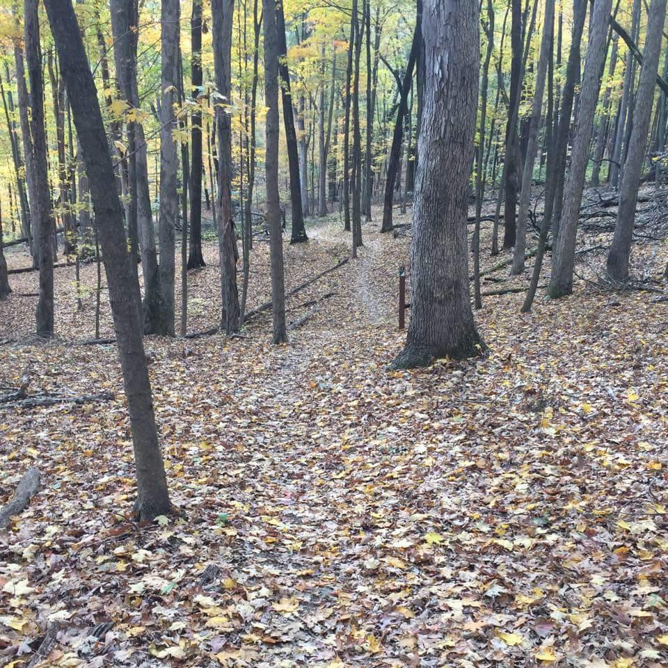 A tranquil forest scene during autumn, featuring a winding path covered in colorful fallen leaves. Tall trees with yellow and orange foliage create a serene atmosphere, while some branches and trunks are visibly textured. In the distance, the path leads deeper into the woods. O'bannon Woods mountain bike trail.