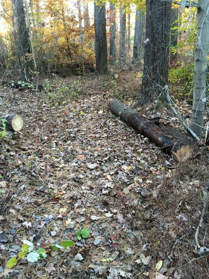 A forest pathway covered in fallen leaves, featuring tall trees with autumn foliage in the background. A large log lies on the ground, partially obscured by leaves and underbrush. The scene is illuminated by soft, warm light, indicating a late afternoon setting. O'bannon Woods mountain bike trail.