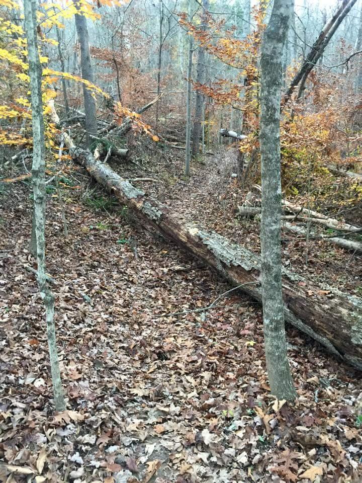 A tranquil forest scene showing a wooded path covered with fallen leaves, flanked by tall trees. A large fallen log lies across the path, hinting at the natural beauty and serene atmosphere of the surrounding wilderness. The leaves on the trees exhibit autumn colors, adding a warm touch to the landscape. O'bannon Woods mountain bike trail.
