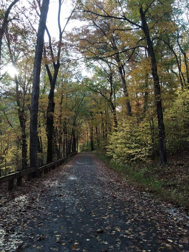 A scenic view of a quiet, winding dirt road surrounded by tall trees with vibrant autumn foliage. The ground is covered with fallen leaves, and sunlight filters through the branches, creating a peaceful atmosphere. A wooden rail runs alongside the road, enhancing the natural setting. O'bannon Woods mountain bike trail.