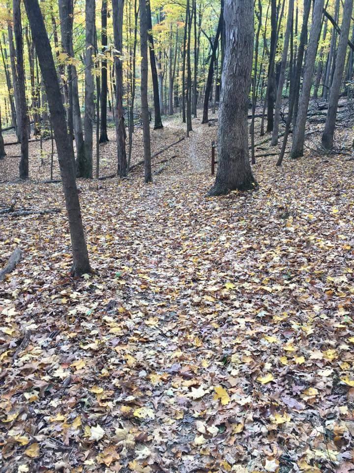 A serene woodland pathway covered with colorful autumn leaves, surrounded by tall trees displaying shades of yellow and green. The path winds gently through the forest, inviting exploration. O'bannon Woods mountain bike trail.