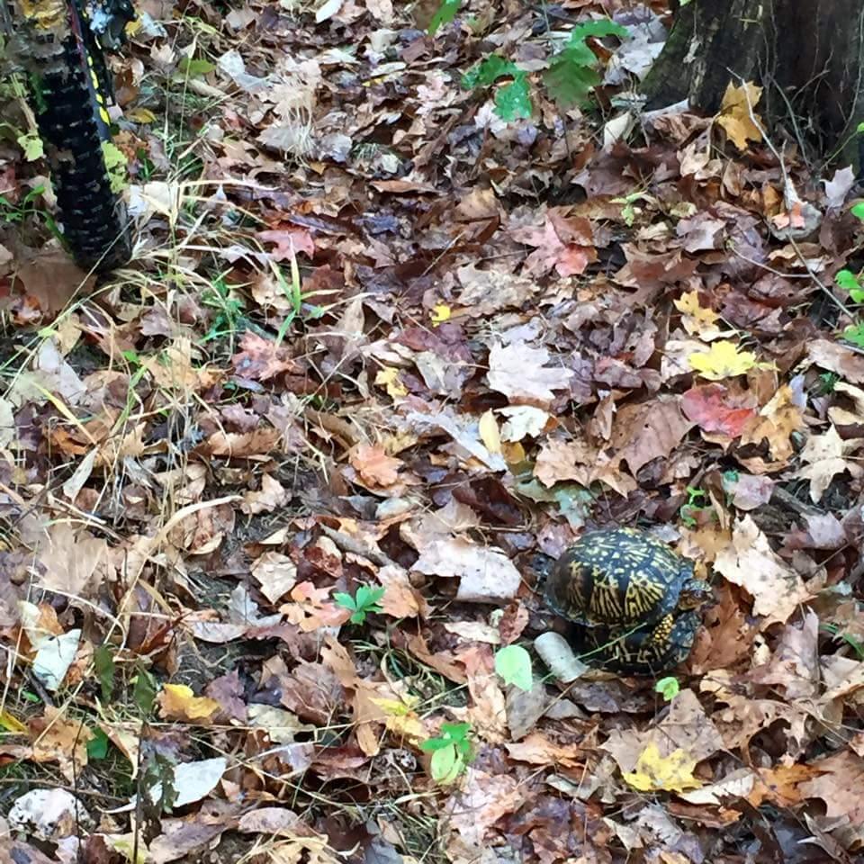 A turtle resting among fallen autumn leaves in a forest setting, with a mountain bike partially visible in the background. O'bannon Woods mountain bike trail.