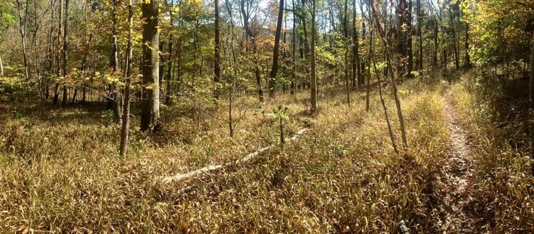 A sunlit forest scene in autumn, featuring tall trees with green and orange leaves. A trail meanders through an open area filled with golden grass and scattered fallen leaves, showcasing the vibrant colors of the season. O'bannon Woods mountain bike trail.