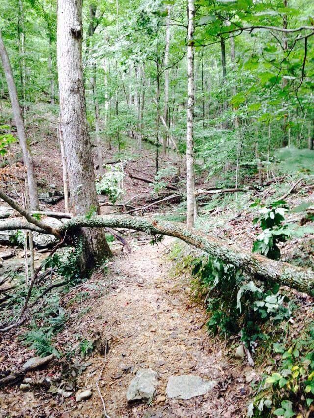 A natural forest path surrounded by greenery, featuring a fallen log across the trail. Tall trees provide a lush canopy, with scattered rocks and leaves along the pathway, creating a serene woodland atmosphere. O'bannon Woods mountain bike trail.